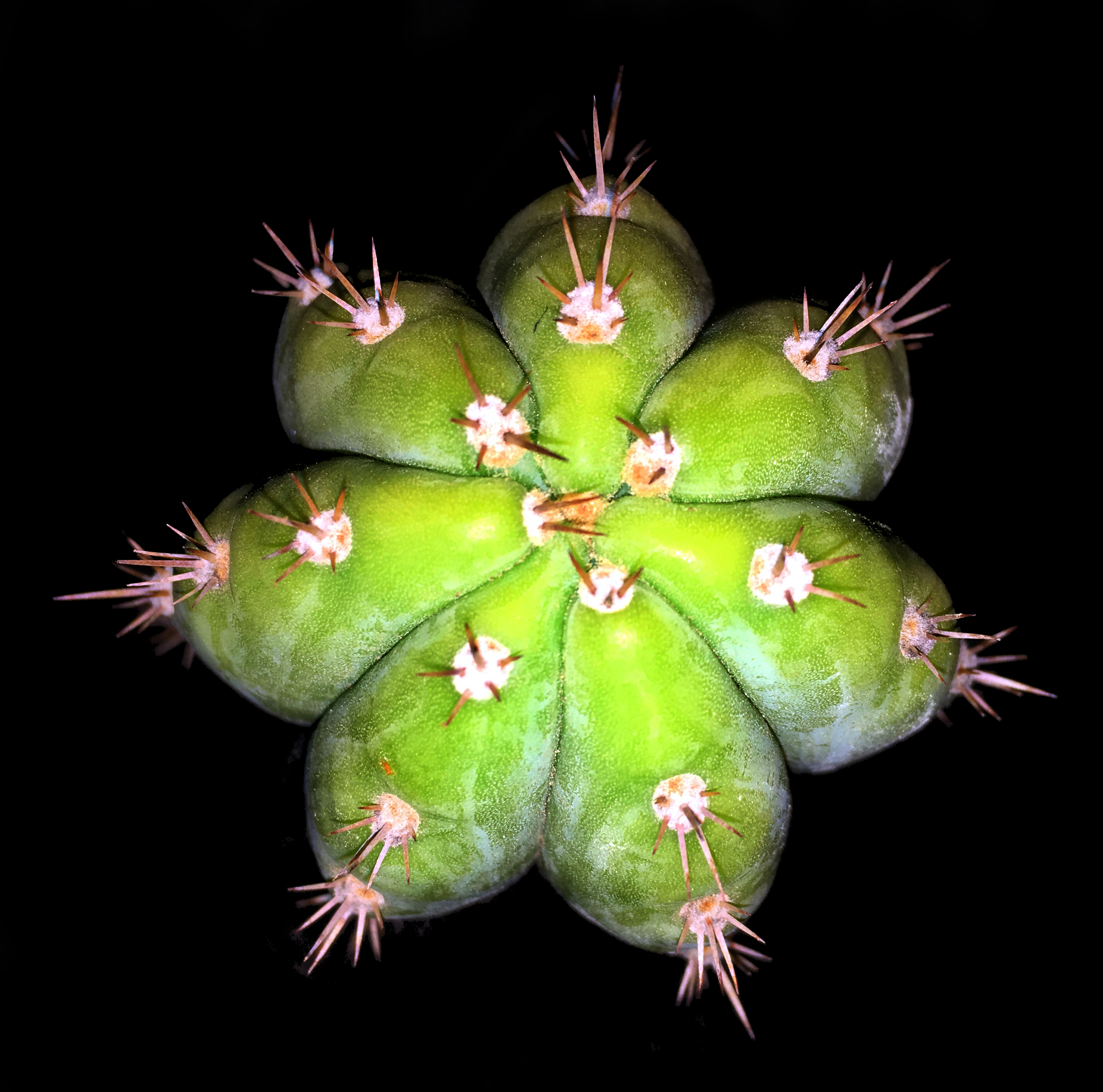 Cactus